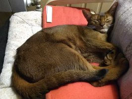 Мой тоже тырит! Только предпочитает номинал поболее. Как-то пришёл с работы домой, выложил всё из карманов на стол в том числе и деньги:  одна 5000 и ассорти из купюр поменьше и пошёл на кухню ужинать. Возвращаюсь обратно, гля на стол, а пятёрки нету! Стал смотреть на полу, вдруг сквозняком сдуло и вижу одни ошмётки оранжевые разбросаны по всему полу, а на диване лежит довольная морда и так невинно на меня смотрит, типа: "Что тебе, примат бестолковый, нужно?" Собрал я всю эту макулатуру и попёрся в банк, благо приняли эти огрызки и выдали целую деньгу обратно.