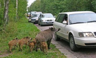 Мама, клубнику жрут! Набег кабанчиков на грядку с клубникой