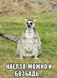 Довольные лемуры: фотоотчет с показательного кормления подопечных Фишек