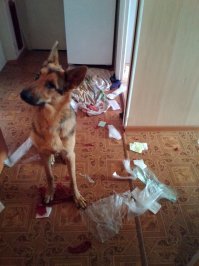 Один раз только похожая ситуация была:-)мол не знаю не знаю кто это  тут набедокурил:-)