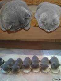 Тоже как ни странно хищники