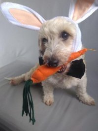 Пестрый мир собак