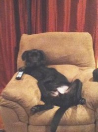 Любят ли собаки смотреть телевизор?