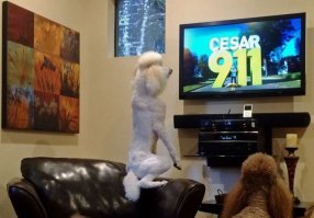 Сегодня, когда победила технология LCD, им легче.
.