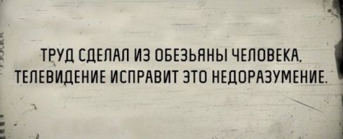 Любят ли собаки смотреть телевизор?