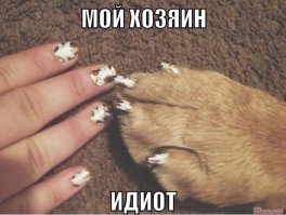 Новый флешмоб в сети: пользователи хвастаются одинаковым маникюром с питомцами