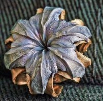 Какое оружие носят с собой американцы