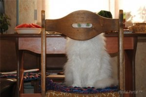 найди котана!