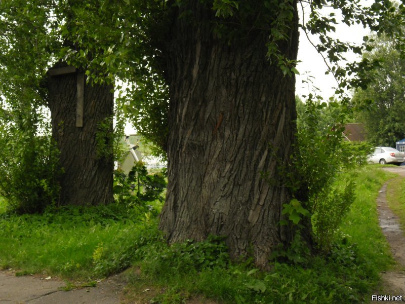 А какие деревья там! Ещё одно фото памятника Петру-1. Граф, поподробнее.