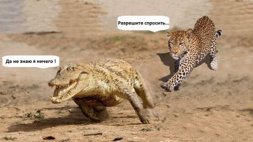 Смертельные челюсти: потрясающие фотографии крокодильей охоты