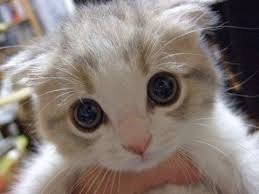 при чем очень жестокие и часто убивающие бессмысленно, просто "для поиграть"