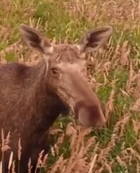 Красавица!:)