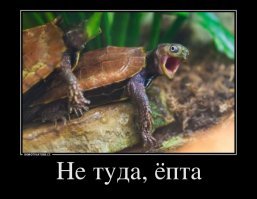 16 фактов о животных, о которых детям в школе не рассказывают