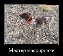 25 поразительно круто спрятавшихся животных