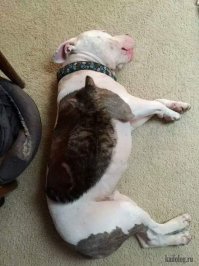 25 поразительно круто спрятавшихся животных