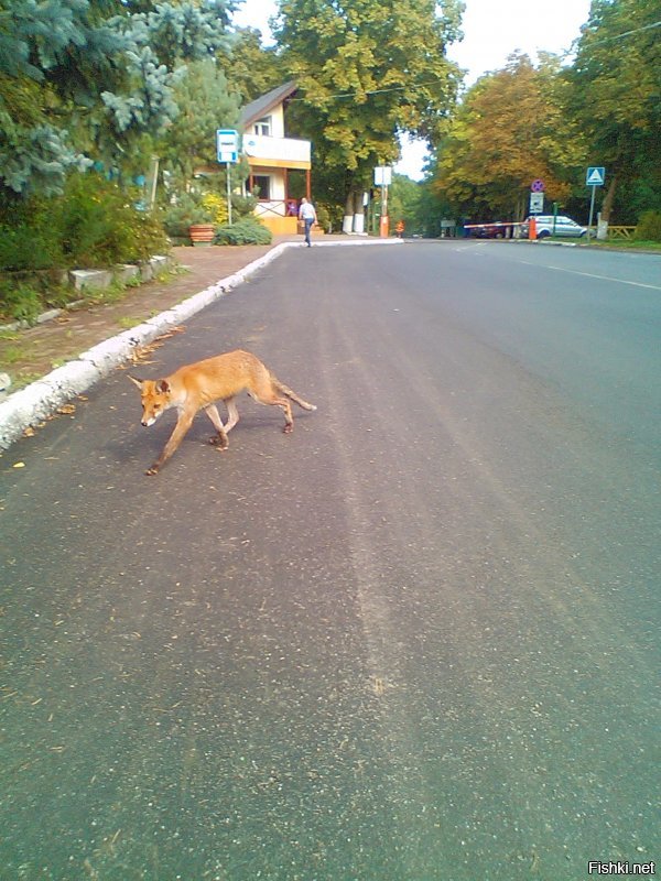 Живу прямо у порога национального парка Куршская коса. Уникальный памятник природы. Множество чудных и удивительных ландшафтов и их многообразие. Знаковые места, которые входят в обязательную программу экскурсий: Музей косы с интересной экспозицией; птичник, где в удачное время показывают, как ловят перелётных птиц, взвешивают и окольцовывают; высота Мюллера и озеро Чайка; необычный и таинственный танцующий лес; дюна Эфа высотой в 55 метров, у подножия которой снимали часть фильма "Белое солнце пустыни". Помимо уникального разнообразия ландшафтных типов, есть много и археологических находок, которые относятся ещё к викингам.
 Вот несколько фото из личного архива. Конечно на просторах интернета есть гораздо более впечатляющие, но лучше всего приехать и увидеть всю эту красоту своими глазами и вдохнуть необыкновенный вкусный морской воздух смешанный с ароматом сосен и встретить не пуганных лесных обитателей.