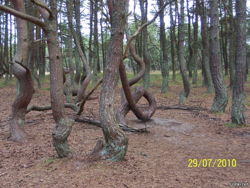 Живу прямо у порога национального парка Куршская коса. Уникальный памятник природы. Множество чудных и удивительных ландшафтов и их многообразие. Знаковые места, которые входят в обязательную программу экскурсий: Музей косы с интересной экспозицией; птичник, где в удачное время показывают, как ловят перелётных птиц, взвешивают и окольцовывают; высота Мюллера и озеро Чайка; необычный и таинственный танцующий лес; дюна Эфа высотой в 55 метров, у подножия которой снимали часть фильма "Белое солнце пустыни". Помимо уникального разнообразия ландшафтных типов, есть много и археологических находок, которые относятся ещё к викингам.
 Вот несколько фото из личного архива. Конечно на просторах интернета есть гораздо более впечатляющие, но лучше всего приехать и увидеть всю эту красоту своими глазами и вдохнуть необыкновенный вкусный морской воздух смешанный с ароматом сосен и встретить не пуганных лесных обитателей.