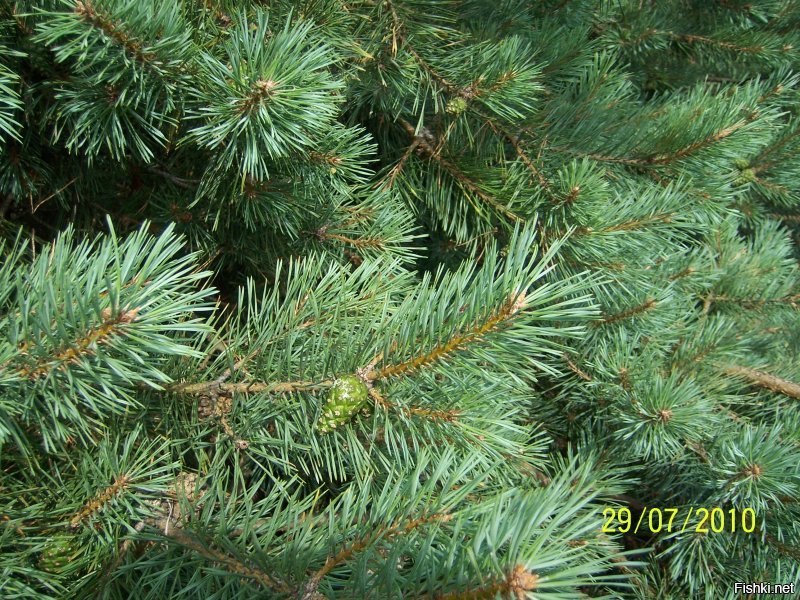 Живу прямо у порога национального парка Куршская коса. Уникальный памятник природы. Множество чудных и удивительных ландшафтов и их многообразие. Знаковые места, которые входят в обязательную программу экскурсий: Музей косы с интересной экспозицией; птичник, где в удачное время показывают, как ловят перелётных птиц, взвешивают и окольцовывают; высота Мюллера и озеро Чайка; необычный и таинственный танцующий лес; дюна Эфа высотой в 55 метров, у подножия которой снимали часть фильма "Белое солнце пустыни". Помимо уникального разнообразия ландшафтных типов, есть много и археологических находок, которые относятся ещё к викингам.
 Вот несколько фото из личного архива. Конечно на просторах интернета есть гораздо более впечатляющие, но лучше всего приехать и увидеть всю эту красоту своими глазами и вдохнуть необыкновенный вкусный морской воздух смешанный с ароматом сосен и встретить не пуганных лесных обитателей.