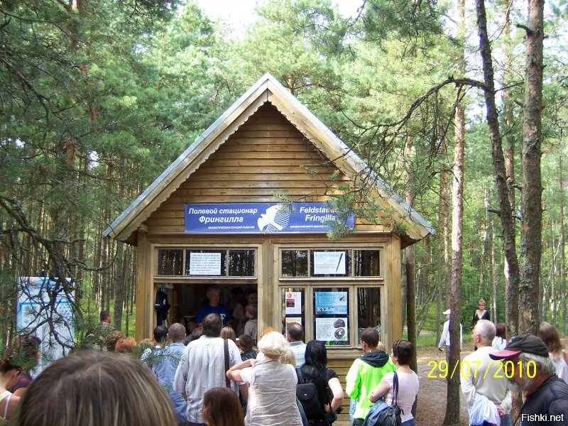 Живу прямо у порога национального парка Куршская коса. Уникальный памятник природы. Множество чудных и удивительных ландшафтов и их многообразие. Знаковые места, которые входят в обязательную программу экскурсий: Музей косы с интересной экспозицией; птичник, где в удачное время показывают, как ловят перелётных птиц, взвешивают и окольцовывают; высота Мюллера и озеро Чайка; необычный и таинственный танцующий лес; дюна Эфа высотой в 55 метров, у подножия которой снимали часть фильма "Белое солнце пустыни". Помимо уникального разнообразия ландшафтных типов, есть много и археологических находок, которые относятся ещё к викингам.
 Вот несколько фото из личного архива. Конечно на просторах интернета есть гораздо более впечатляющие, но лучше всего приехать и увидеть всю эту красоту своими глазами и вдохнуть необыкновенный вкусный морской воздух смешанный с ароматом сосен и встретить не пуганных лесных обитателей.