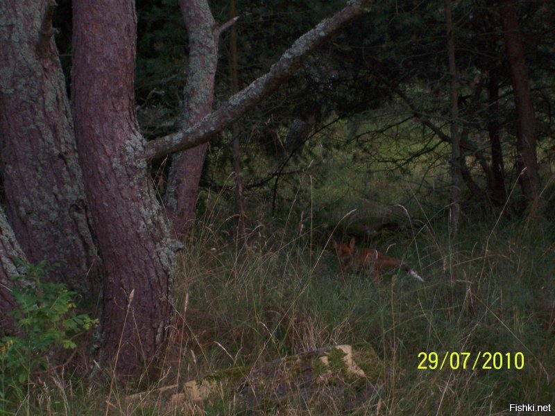 Живу прямо у порога национального парка Куршская коса. Уникальный памятник природы. Множество чудных и удивительных ландшафтов и их многообразие. Знаковые места, которые входят в обязательную программу экскурсий: Музей косы с интересной экспозицией; птичник, где в удачное время показывают, как ловят перелётных птиц, взвешивают и окольцовывают; высота Мюллера и озеро Чайка; необычный и таинственный танцующий лес; дюна Эфа высотой в 55 метров, у подножия которой снимали часть фильма "Белое солнце пустыни". Помимо уникального разнообразия ландшафтных типов, есть много и археологических находок, которые относятся ещё к викингам.
 Вот несколько фото из личного архива. Конечно на просторах интернета есть гораздо более впечатляющие, но лучше всего приехать и увидеть всю эту красоту своими глазами и вдохнуть необыкновенный вкусный морской воздух смешанный с ароматом сосен и встретить не пуганных лесных обитателей.