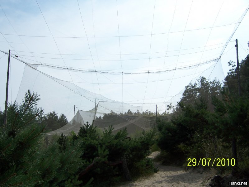 Живу прямо у порога национального парка Куршская коса. Уникальный памятник природы. Множество чудных и удивительных ландшафтов и их многообразие. Знаковые места, которые входят в обязательную программу экскурсий: Музей косы с интересной экспозицией; птичник, где в удачное время показывают, как ловят перелётных птиц, взвешивают и окольцовывают; высота Мюллера и озеро Чайка; необычный и таинственный танцующий лес; дюна Эфа высотой в 55 метров, у подножия которой снимали часть фильма "Белое солнце пустыни". Помимо уникального разнообразия ландшафтных типов, есть много и археологических находок, которые относятся ещё к викингам.
 Вот несколько фото из личного архива. Конечно на просторах интернета есть гораздо более впечатляющие, но лучше всего приехать и увидеть всю эту красоту своими глазами и вдохнуть необыкновенный вкусный морской воздух смешанный с ароматом сосен и встретить не пуганных лесных обитателей.