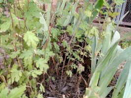 25 поразительно круто спрятавшихся животных