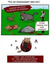 А как же котики?)))