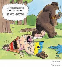 Как следует вести себя при встрече с медведем