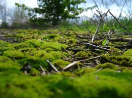 Мир в мелочах - шедевры макросъемки