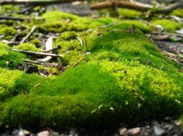 Мир в мелочах - шедевры макросъемки