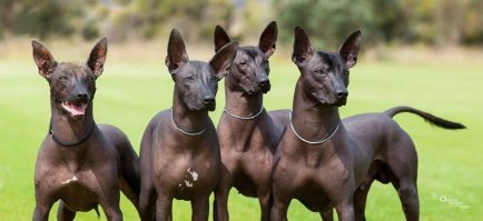 Ксолоитцкуинтли