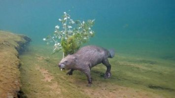 Фотограф четыре года караулил бобра, чтобы сделать уникальный снимок !
Бобер четыре года не мог попасть домой из-за караулящего его идиота !