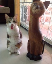 котик кенгуру
