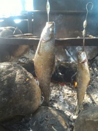 Очень вкусная рыба, я вообще рыбу не люблю и ем только за компанию с женой ...
Когда в Карелию приехал мне из первого пойманного хариуса сделали ХЕ. Я был в полном восторге !