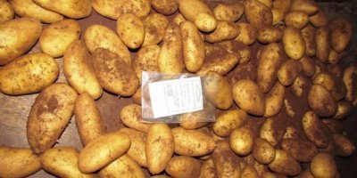 почем картофан? дешевле египетского по 40рэ.?