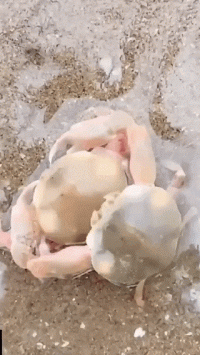 Оператор - сволочь!