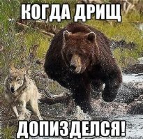 Как следует вести себя при встрече с медведем