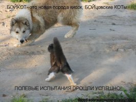 Собака спасла котят, которые были просто на волосок от смерти