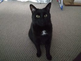 Кот. Просто кот Букля. Черный окрас, 2 года.
p.s. в чем суть поста?