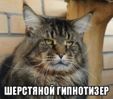 Кошка мейн-кун