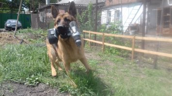 А мой шуроповерт утащил)