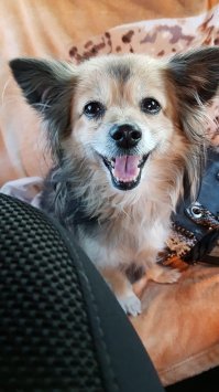 Собака это Друг, и я никогда не думал во сколько он мне обходиться.. Это как ребёнок и член семьи одновременно. Я в своей семье не считаю кто сколько съест, или сколько стоят лекарства когда ктото болеет...