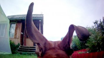 Собака стащила у хозяина камеру и попробовала себя в роли видеооператора