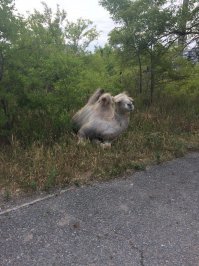 ну еще бы любая фотка животного уже шедевр. вот фото верблюда сбежавшего в саяногорске из ужасного по условиям  бродячего зоопарка.  он  наконец то поел и прилег отдохнуть. на второй день сестра пошла поглядеть на этот зоопарк.  ужаснулась медведь в клетке чуть больше его самого  стоит бедный и шатается из стороны в сторону. ему и потянуться в ней негде. к счастью,  верблюда еще не поймали.