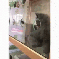 Утечка милоты :-)