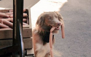 Лореви Даймонд Индиана, или Инди   наша настоящая звезда кинематографа, снялся более чем в сорока фильмах. Инди играет роль замечательной собаки-спасателя в фильме  Пять минут тишины .