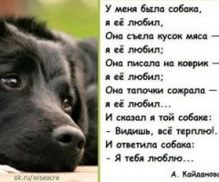 Самые фотогеничные собаки престижного конкурса английского кинологического клуба