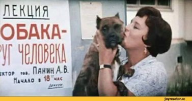 Самые фотогеничные собаки престижного конкурса английского кинологического клуба