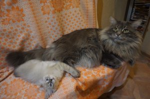 Мои балбесы. Невский в аккурат с лапу мейн-куна.