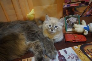Мои балбесы. Невский в аккурат с лапу мейн-куна.